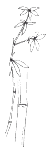 dessin d'une plante